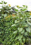 Allotments 2