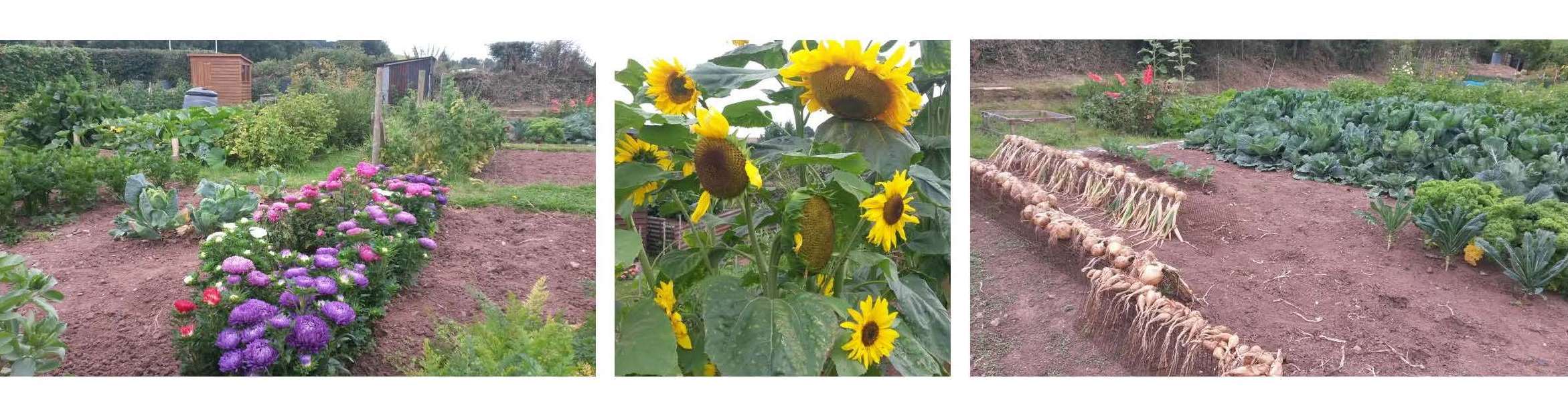 Allotment Images